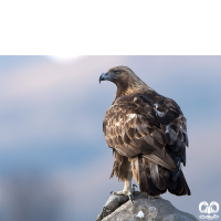 گونه عقاب طلایی Golden Eagle